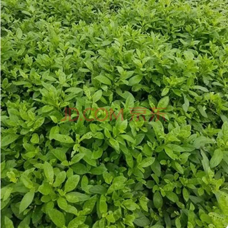 明月草金鸡毛草苗干叶鲜叶神奇救命草白子菜鸡降糖草泰国尼罗基草