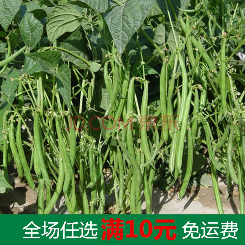 无架豆种子豆角四季豆种籽苗秧豇豆蔬菜孑菜豆地豆不搭架豆种扁豆