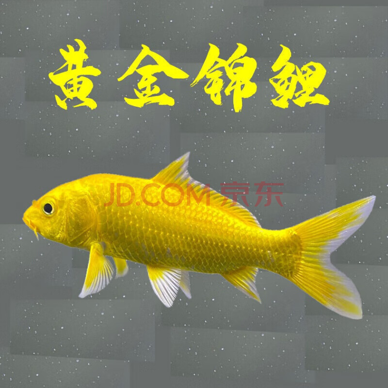 【京东推荐】锦鲤观赏鱼鱼好养易活黄金锦鲤活体冷水鱼小型练手鱼龙凤