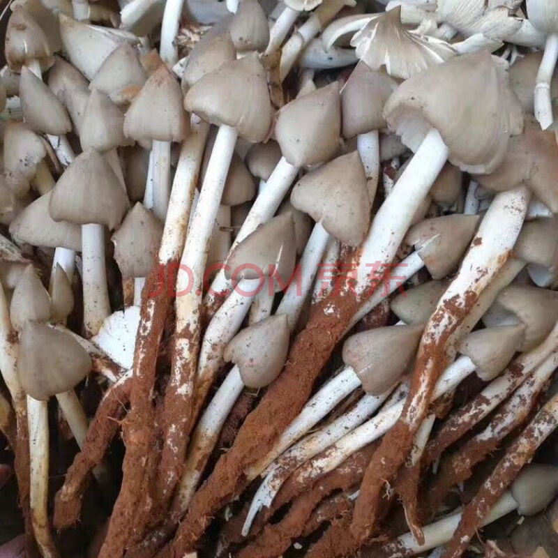 鸡枞菌种高产种子伞把菇三塔菌荔枝菌云南贵州食用菌种包人工种植 300