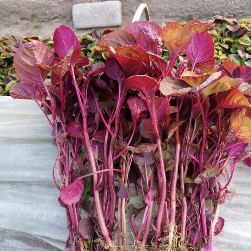 一点红苋菜种子野生菜农家菜四季野菜春夏季秋冬青菜种籽蔬菜种孑 全