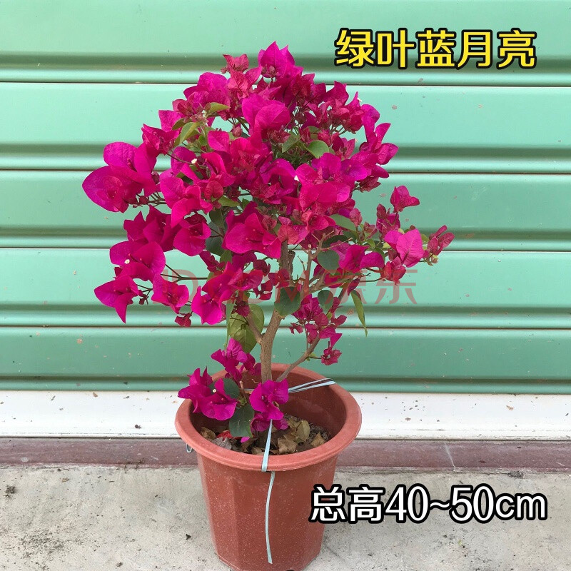 三角梅盆栽带花发货四季开花绿植好养室外绿樱红樱重瓣花卉 绿叶