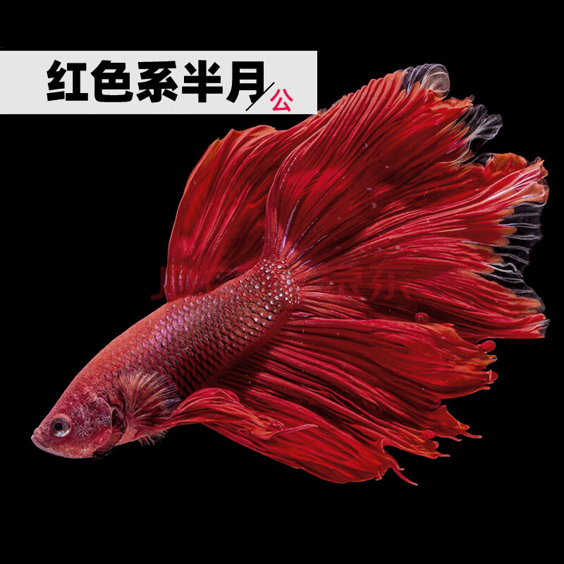 热带鱼耐养耐活家养活物办公鱼缸水族馆鱼的观赏鱼岚黛红半月斗鱼公