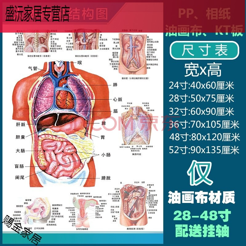 需要其他联系客) 人体内脏结构图 36寸:70x105厘米