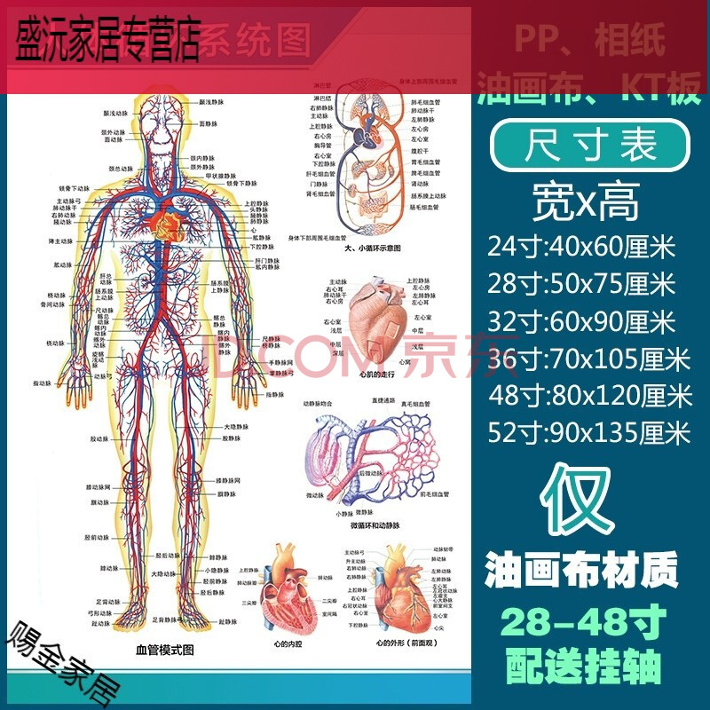 人体解剖彩色学骨骼结构图神经肌肉五脏六腑淋巴示意解刨器官挂图