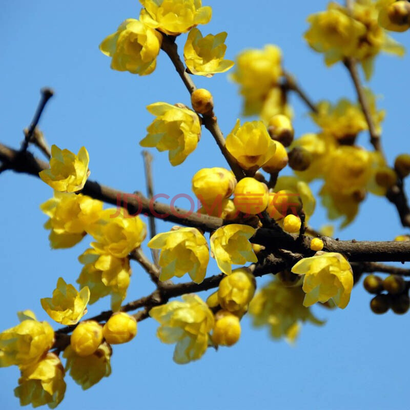 原生盆栽地栽红梅绿梅梅花老桩盆景庭院植物梅花盆栽梅花树耐寒植物四