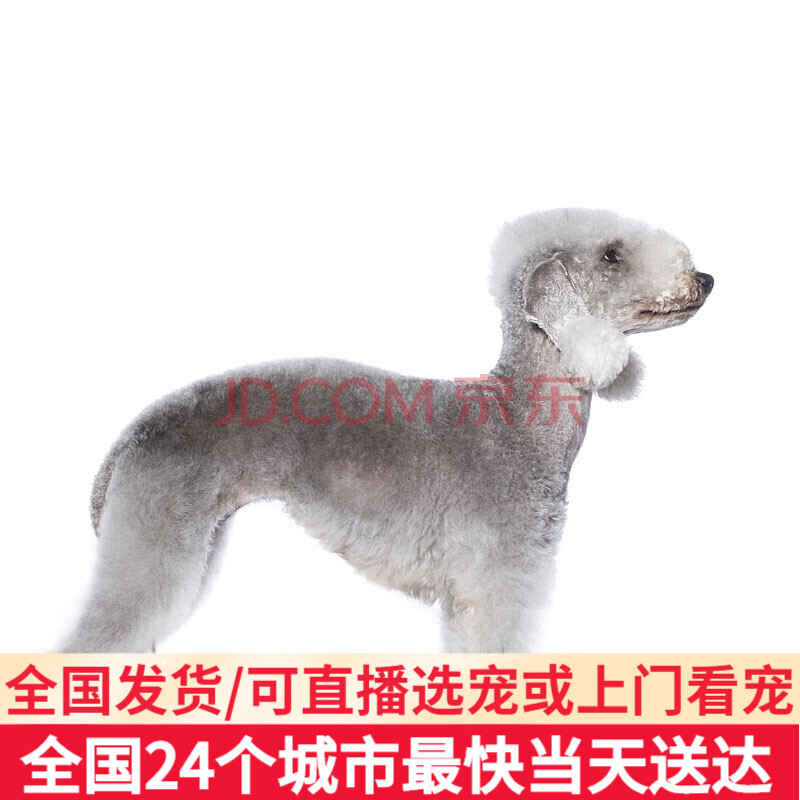 【30天保障】贝灵顿梗幼犬幼崽纯种宠物狗狗贝灵顿犬