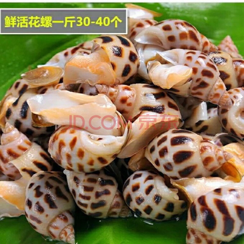 活冻花螺冷冻大海螺贝壳香螺水产海鲜花螺小海螺 三斤
