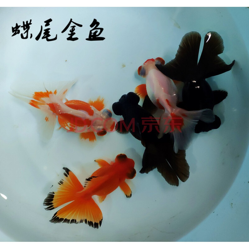 兰寿金鱼活体活鱼红寿黑寿红白五花玉兔金鱼冷水淡水鱼家养水族馆鱼