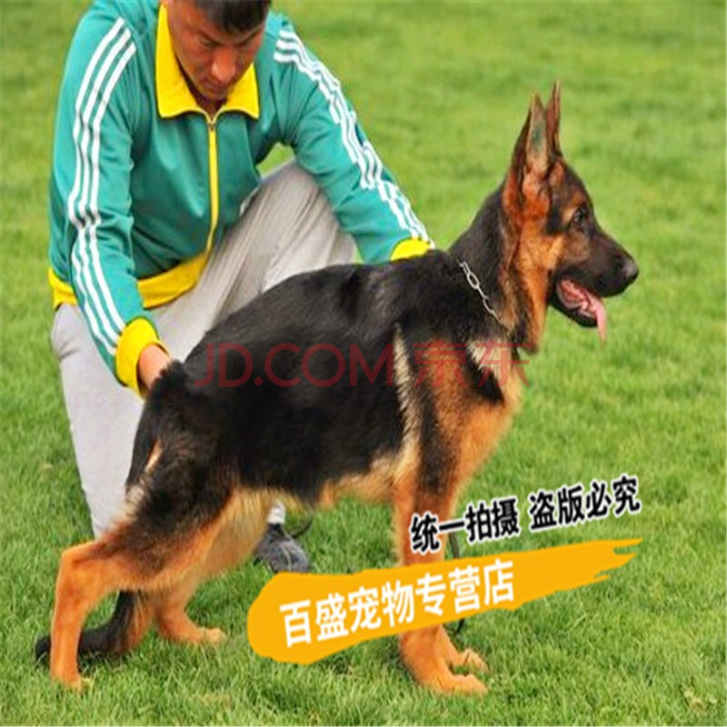 纯种德牧犬幼犬 大型德国牧羊犬活体宠物狗狗 品质保证 健康无忧 aaaa
