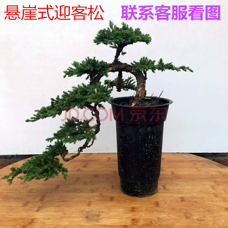 地柏松树植物室内花卉绿植好养四季客厅盆栽罗汉松 悬崖式迎客松造型