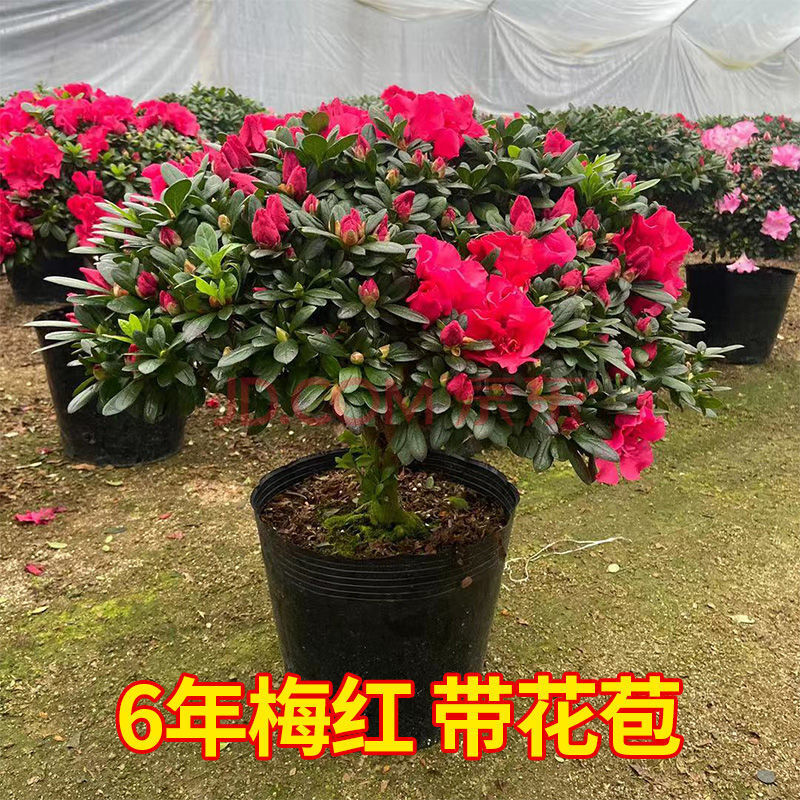 花卉植物室内外客厅阳台四季开花盆景 精品六年梅红杜鹃冠幅30cm左右