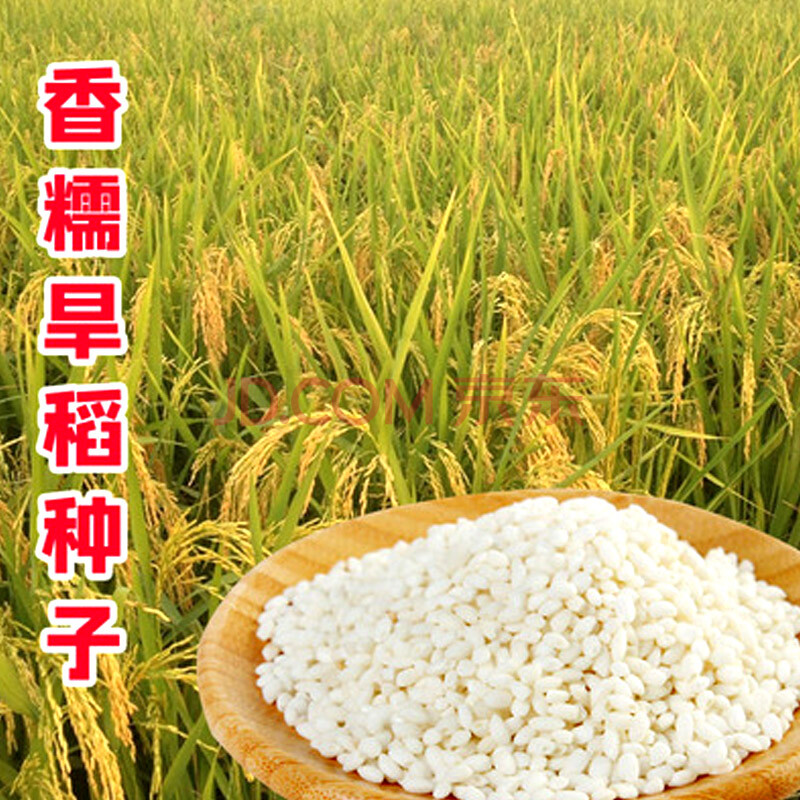 糯稻糯稻种子珍珠糯米水稻种子中糯长粒糯米珍珠易种高产大粒大穗 香
