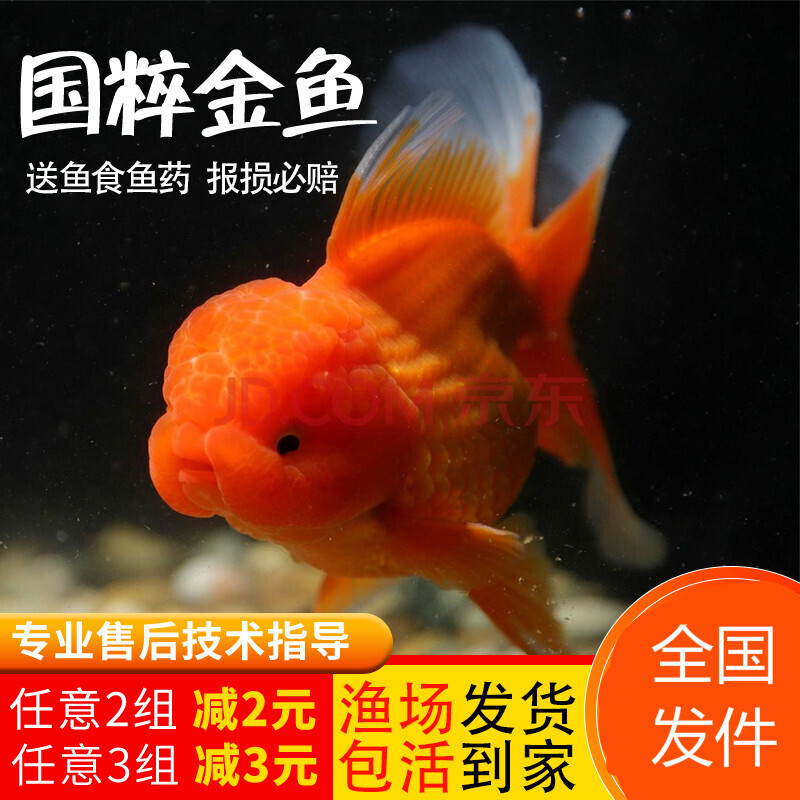 精品红狮子头 国狮 金鱼 观赏鱼 自养鱼水族宠物冷水鱼淡水鱼好养 5