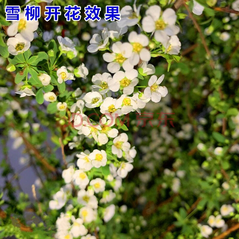 干枝雪柳雪柳枝条干枝鲜水养泡水开花带花苞插水雪梅枝客厅办公桌