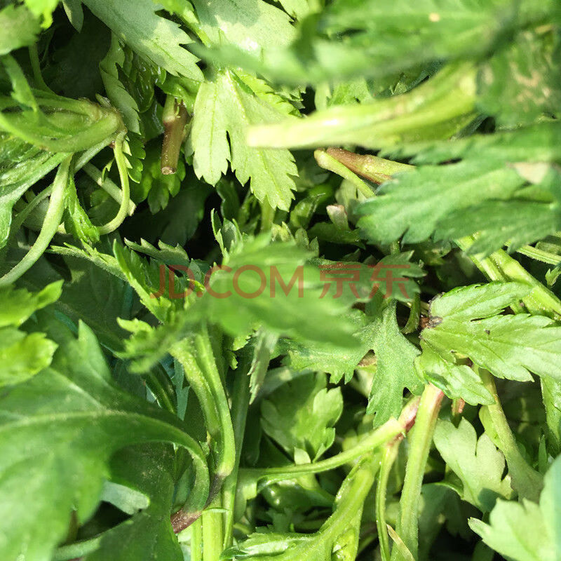 南京特产菊花叶脑菜蔬菜涝头新鲜绿色蔬野菜新鲜采摘