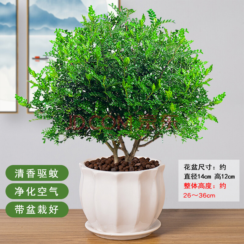 驱蚊植物清香盆栽室内盆景驱蚊草四季常青胡椒木绿植好养木本花卉 素