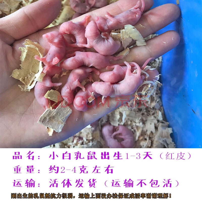 天弗小白鼠活的红皮乳鼠老鼠活体幼崽冰冻小白鼠繁殖组实验小白鼠活体