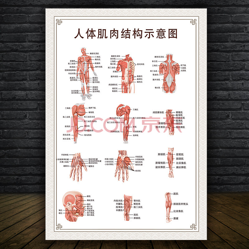 人体内脏结构图 人体肌肉示意分布挂图肌肉解剖图身器官分布穴位图