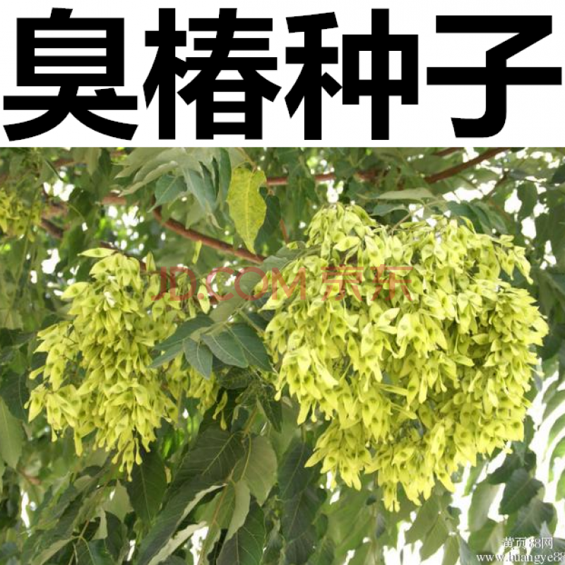 红油香椿种子香椿种子臭椿种子臭椿皮臭椿树种子椿芽种子椿树种子