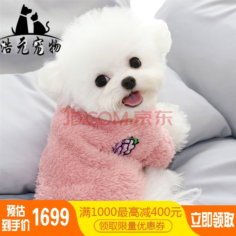 比熊犬幼犬纯种比熊幼犬宠物狗活体飞耳比熊家养小型犬纯白色活物