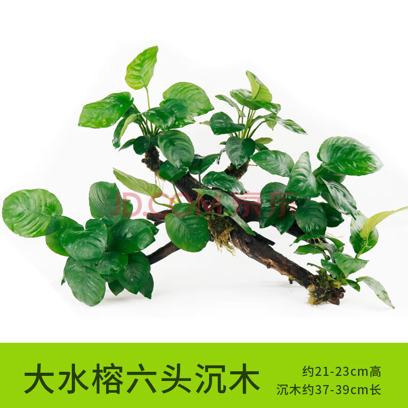 豆乐奇水草活体懒人沉木鱼缸造景水榕净化水质的水草辣椒榕水族箱
