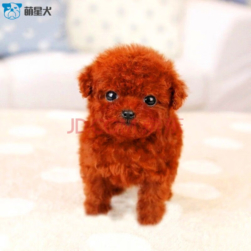 萌星犬 纯种泰迪宠犬幼犬活体红色茶杯犬长不大的玩具型小型犬泰迪