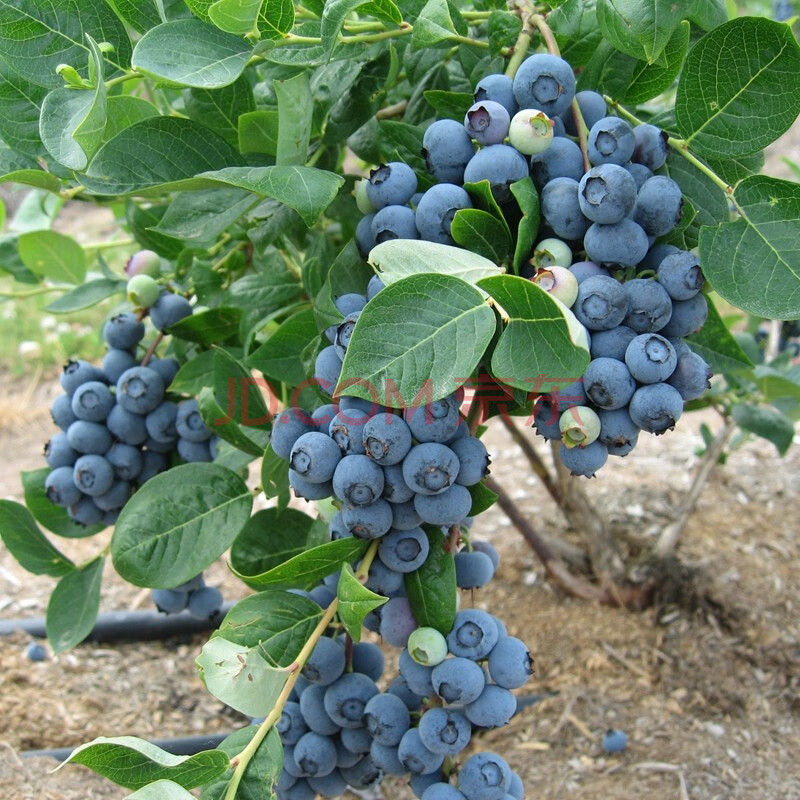 蓝莓树苗盆栽地栽南方北方种植当年结果四季水果树特大蓝莓树果苗 6年