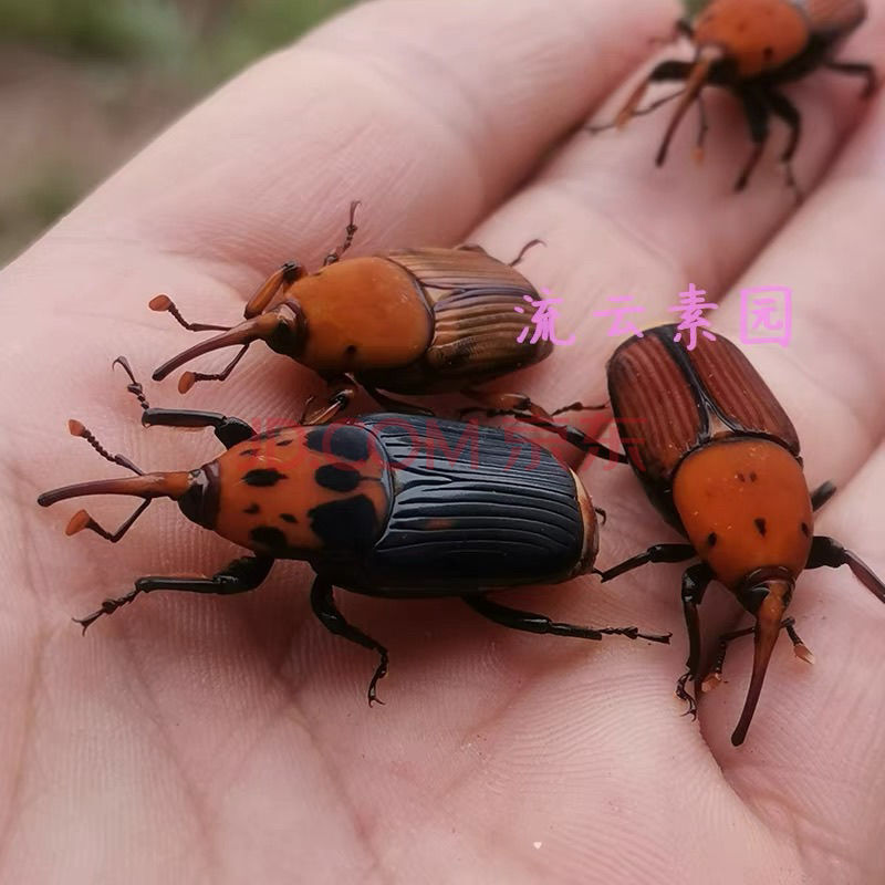 中药材活体竹虫种虫种苗竹象虫郴子虫养殖新羽化成虫蛹茧 公10只