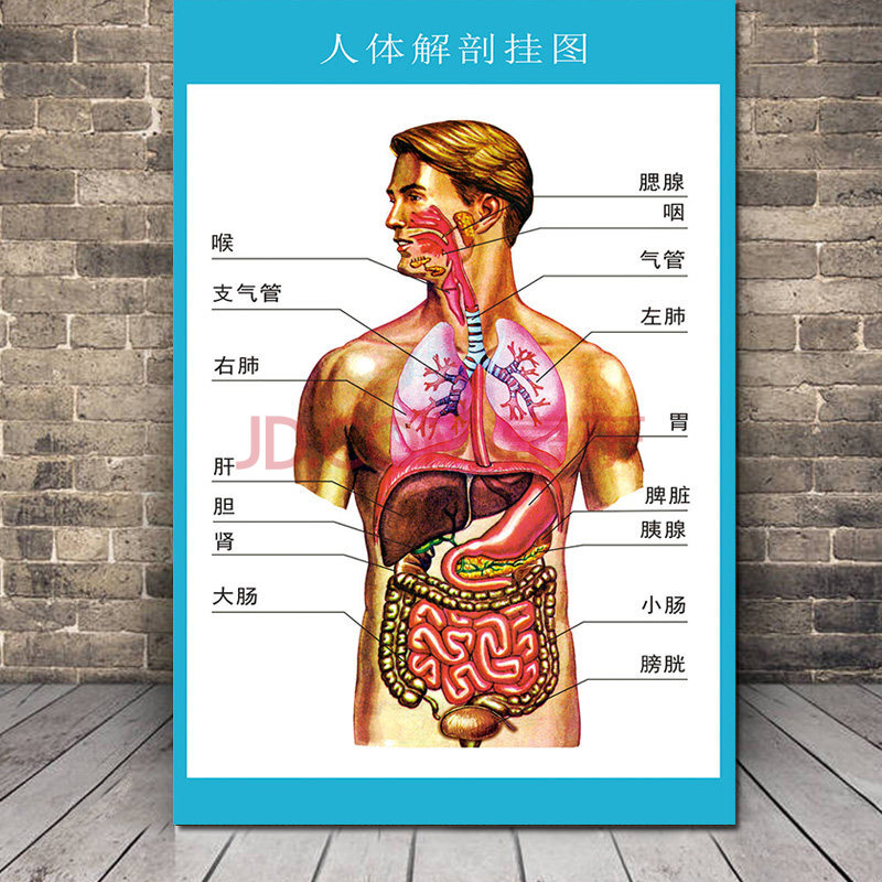 人体解剖图结构示意图人体内脏器官骨骼肌肉构造挂图全身解刨图片全身