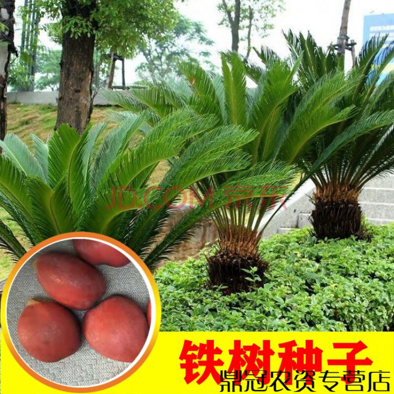 铁树种子新鲜 苏铁树种籽 凤蕉种子 铁树果 铁树公母花 铁树叶 铁树