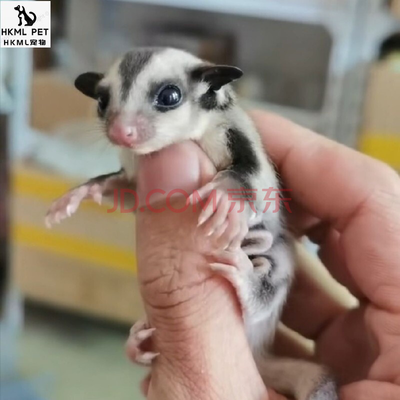 网红蜜袋鼯活体小型宠物飞鼠澳洲蜜袋鼯幼崽蜜袋宝宝滑翔飞手宠物