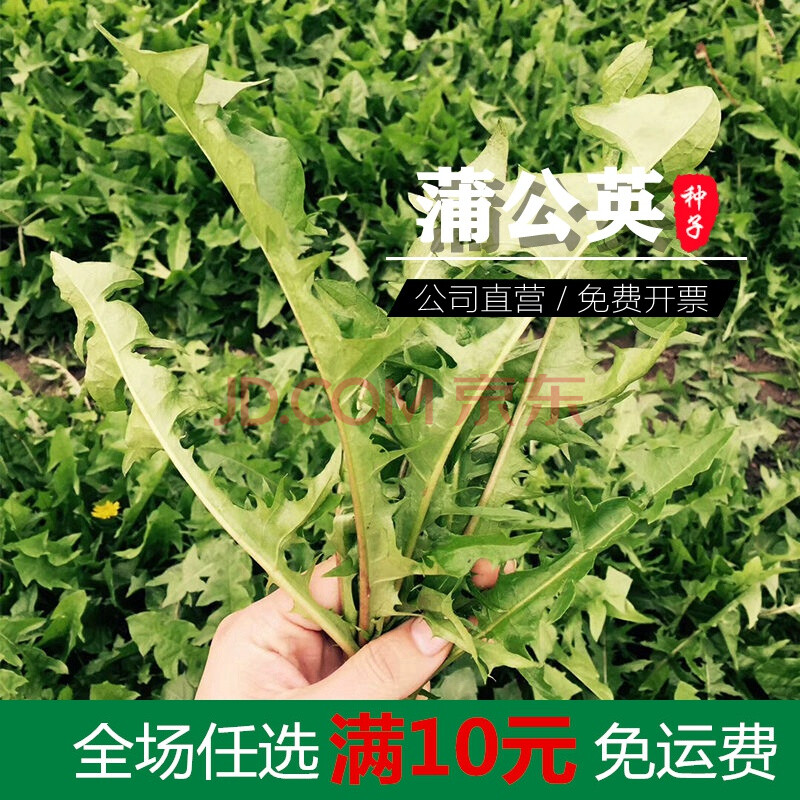 蒲公英种子野菜婆婆丁种籽野生种植种孑药材农家蔬菜中药四季