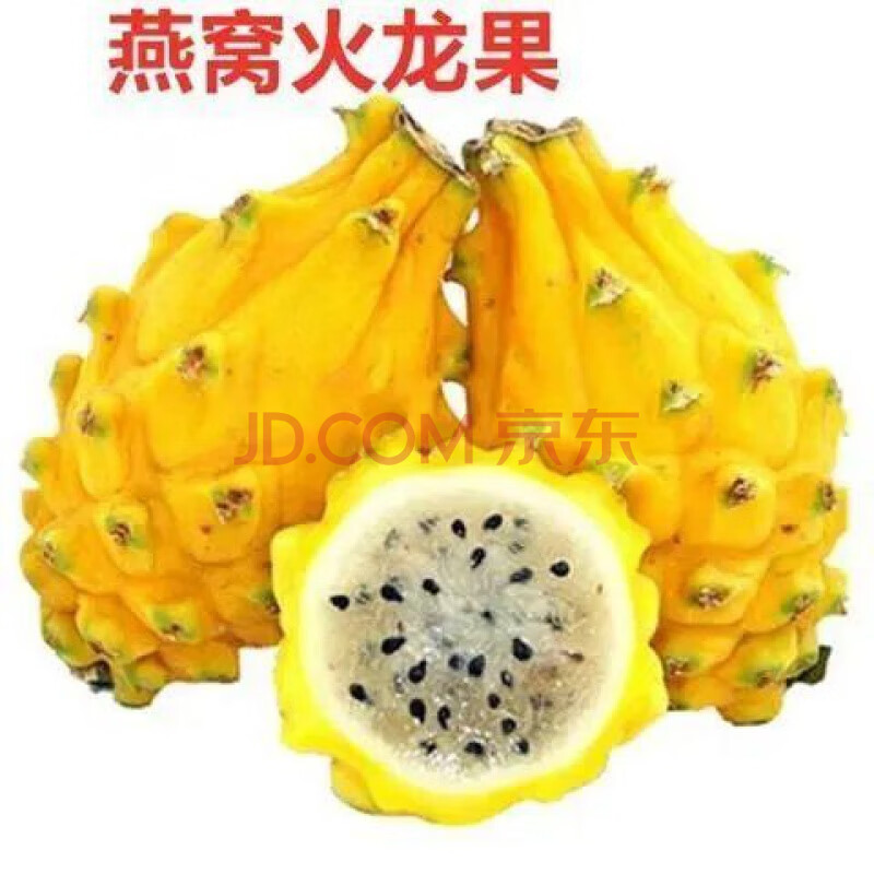 火龙果苗盆栽苗软枝大红黄锦龙金都一号桂红龙一号当年结果苗 燕窝