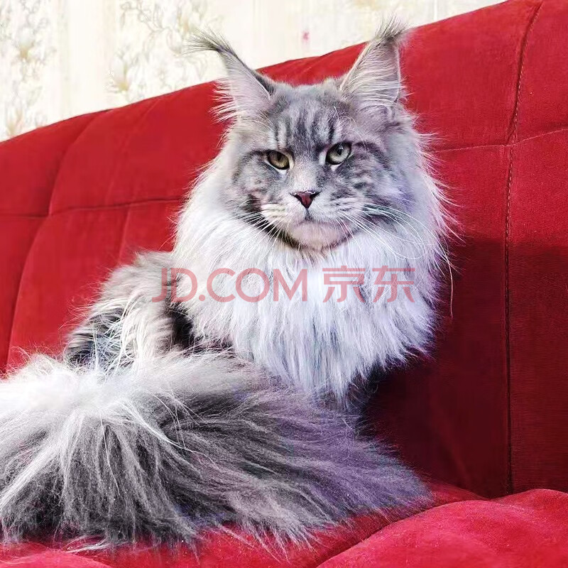 佳朔宠物 北京上海猫舍纯种大体型银虎斑缅因猫活体幼