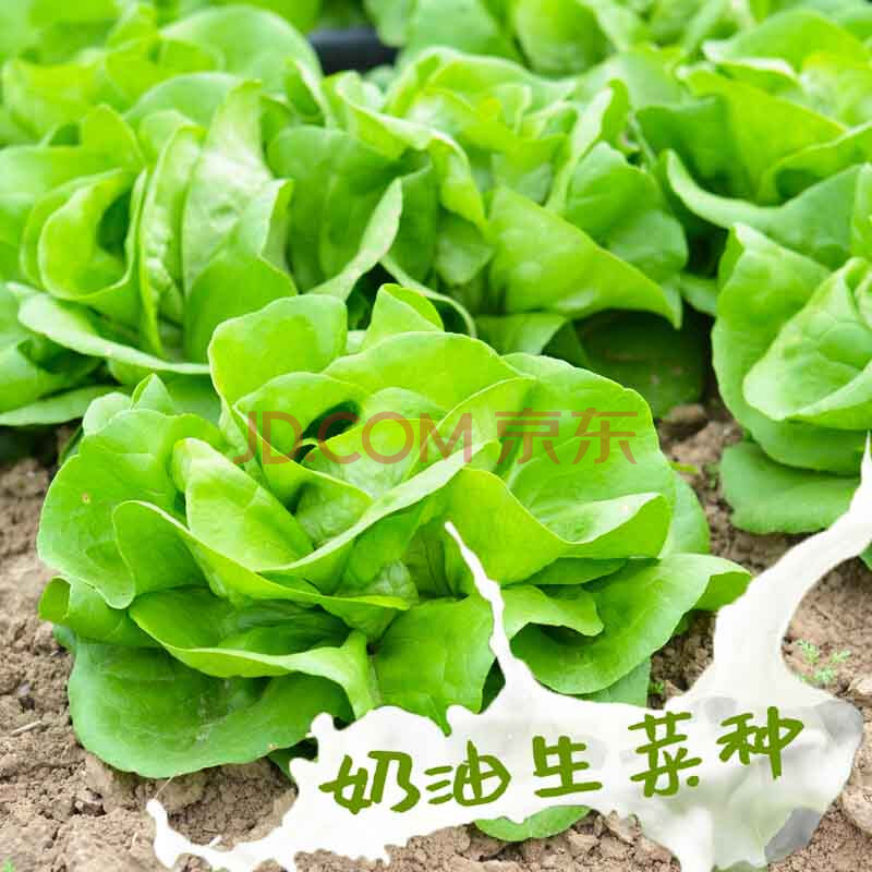 奶油生菜种子四季快菜沙拉小白菜种籽阳台菜种盆栽蔬菜孑小青菜种