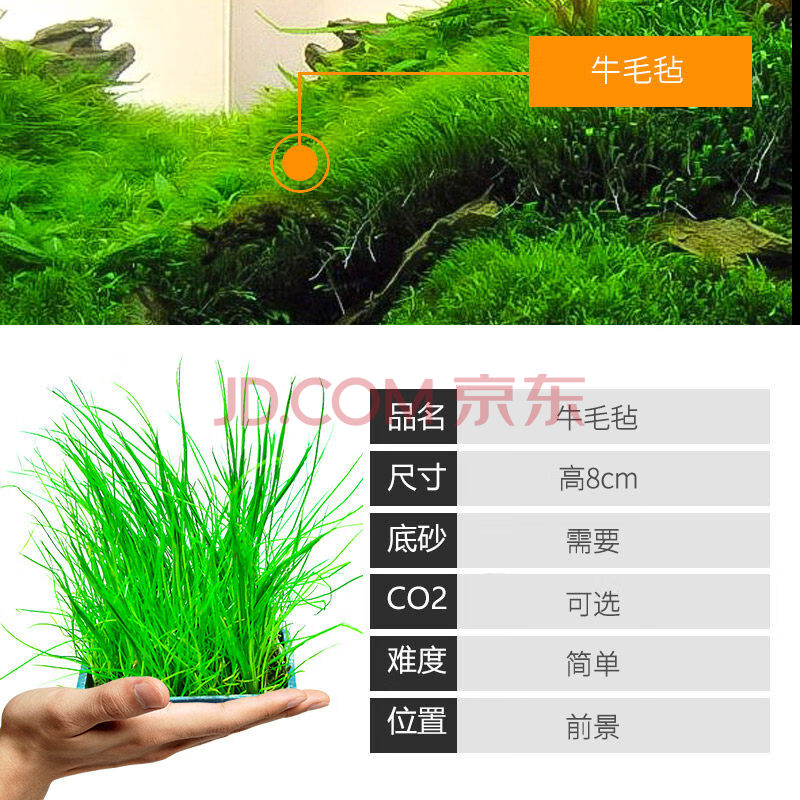 阴性活水草缸造景套餐沉木水榕真草中后景前景水草 【前景】牛毛毡