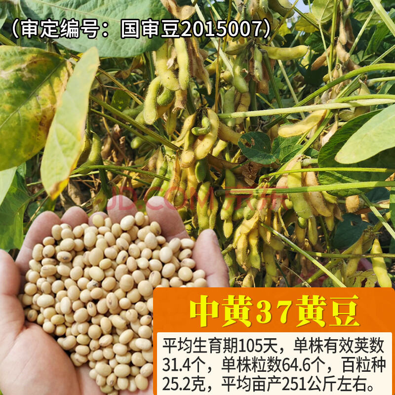 黄豆种子农家春季夏季播种黄豆种籽菏豆33菜种籽豆种孑 【中黄37黄豆