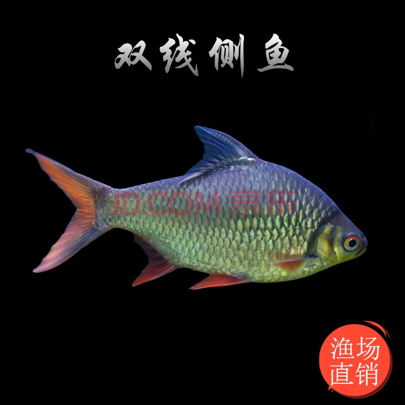 泰国鲫双线侧鱼活体金凤银凤鱼金银元宝鱼红鳍鲫鱼乐淘逸宠 10-12cm