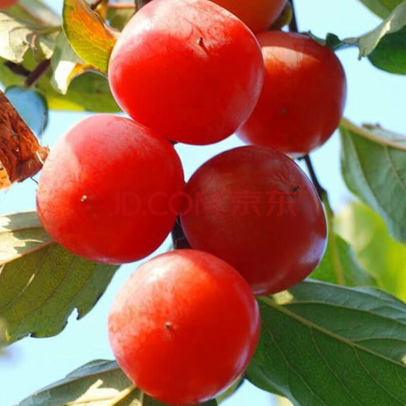 新品种软甜红蜜柿子树嫁接柿子苗南北方种植耐寒易活汁多香甜 地径5