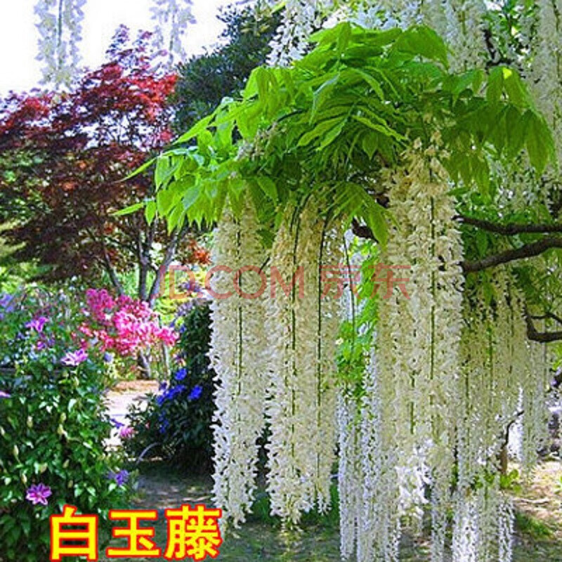 紫藤花树苗庭院围墙爬藤植物南方北方盆栽地栽 紫藤树苗当年开花 白玉