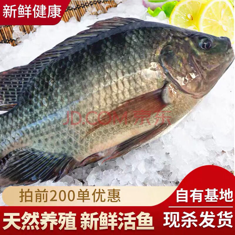 罗非鱼福寿无刺新鲜现宰河源土货原生态 香妮曼特 现杀罗非鱼1.