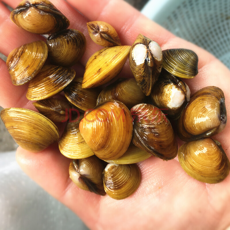 溪蚬迷你小河蚌河蚬活体淡水冷水黄金蚬宠物小型水族除藻观赏螺贝 小