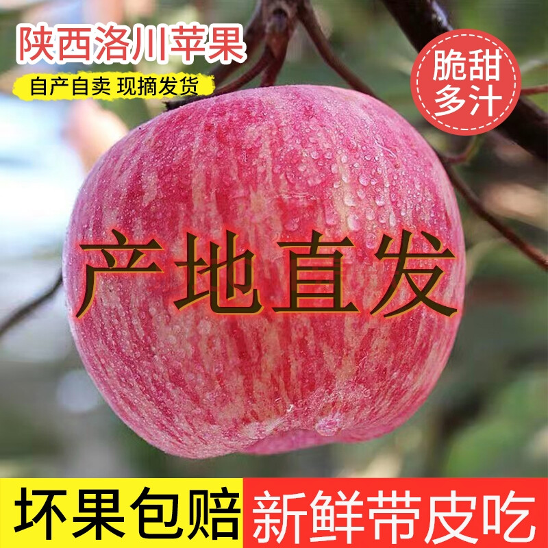 欧因 陕西洛川苹果新鲜水果红富士特级脆甜多汁冰糖心现摘整箱10斤