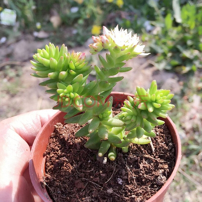 黄花照波 会开花的多肉植物 红花奔龙群生老桩花卉盆栽 奇趣植物t0