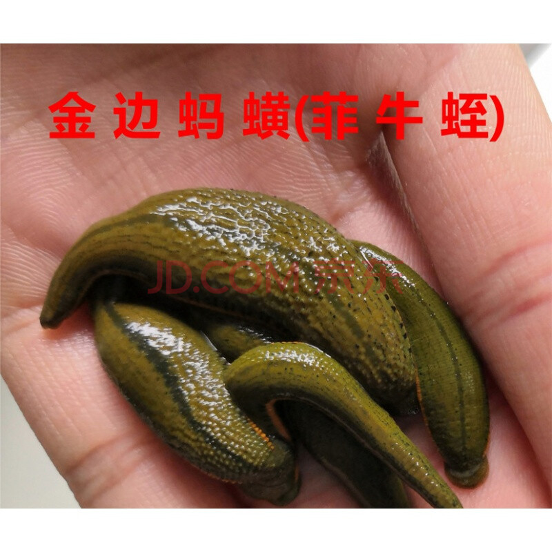 荣郁 蚂蟥活体 菲牛蛭 水蛭活体养殖蚂蝗苗吸血蚂蟥水蛭素金边蚂蝗 3