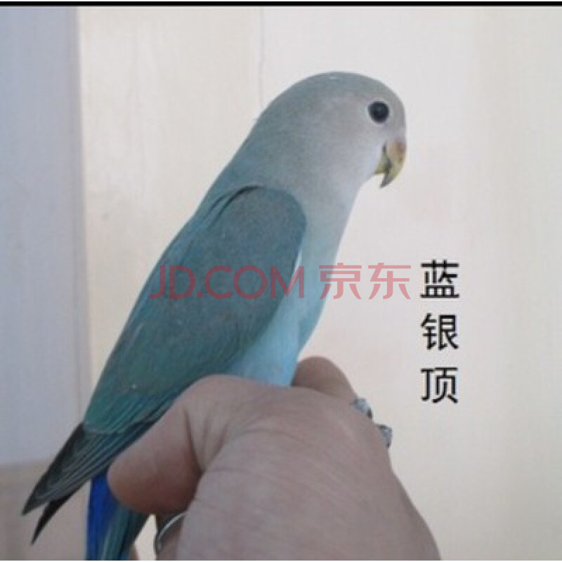 活体虎皮牡丹玄风鹦鹉绣眼画眉活鸟会说话鸟八哥幼鸟活物 蓝银顶一只