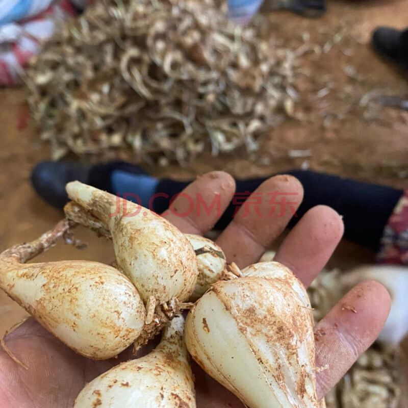 【精选生鲜【无叶无根】新鲜蔬菜藠头荞头教头泡菜交果大蒜白葱头自