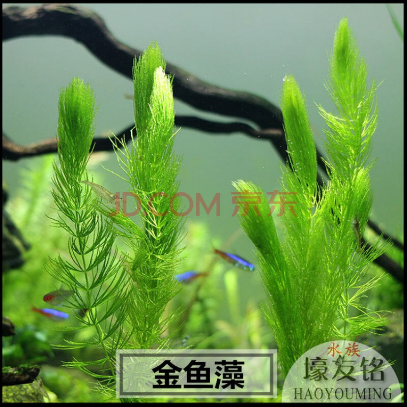 好养活体水草鱼缸养鱼造景植物装饰金鱼藻蜈蚣草满天星印度小竹节