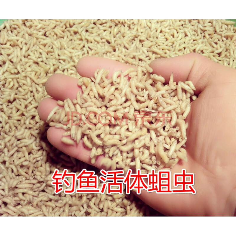 西部风饵料同款钓鱼蛆虫活体肉蛆蛆伢子活蛆活虫白蛆红蛆大条塑料瓶装